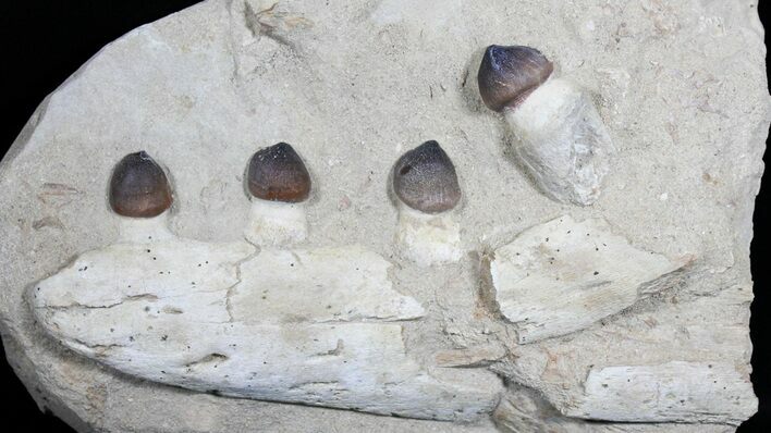 Igdamanosaurus (Globidens) Mosasaur Jaw Section #31474